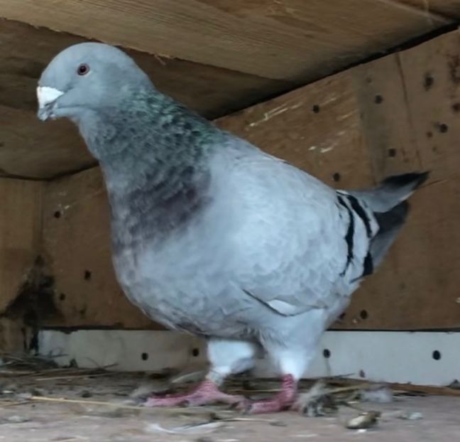 F-2017 - Femele pentru 2021