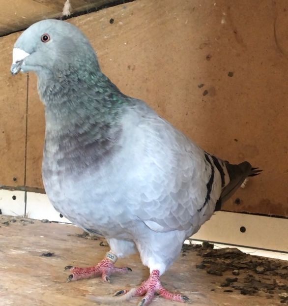  - Femele pentru 2021