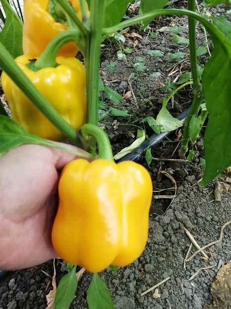  - SEMINTE ARDEI - A 21 BISON GELB