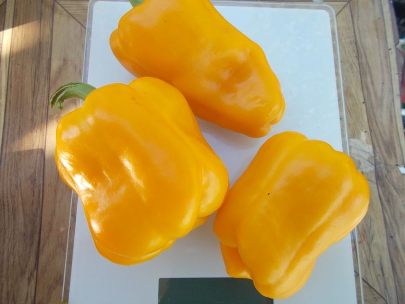  - SEMINTE ARDEI - A 21 BISON GELB