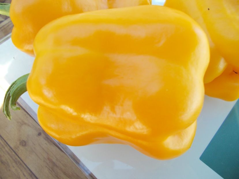  - SEMINTE ARDEI - A 21 BISON GELB