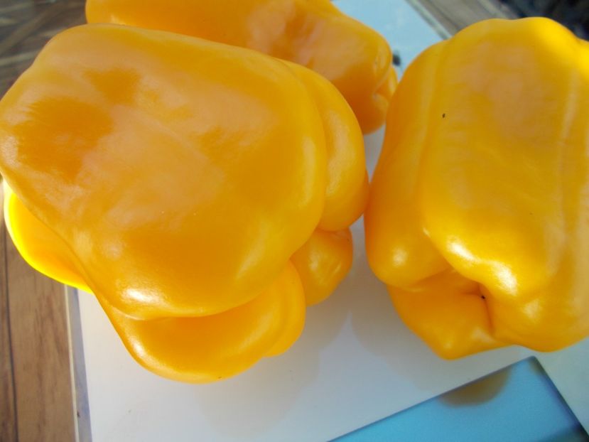  - SEMINTE ARDEI - A 21 BISON GELB