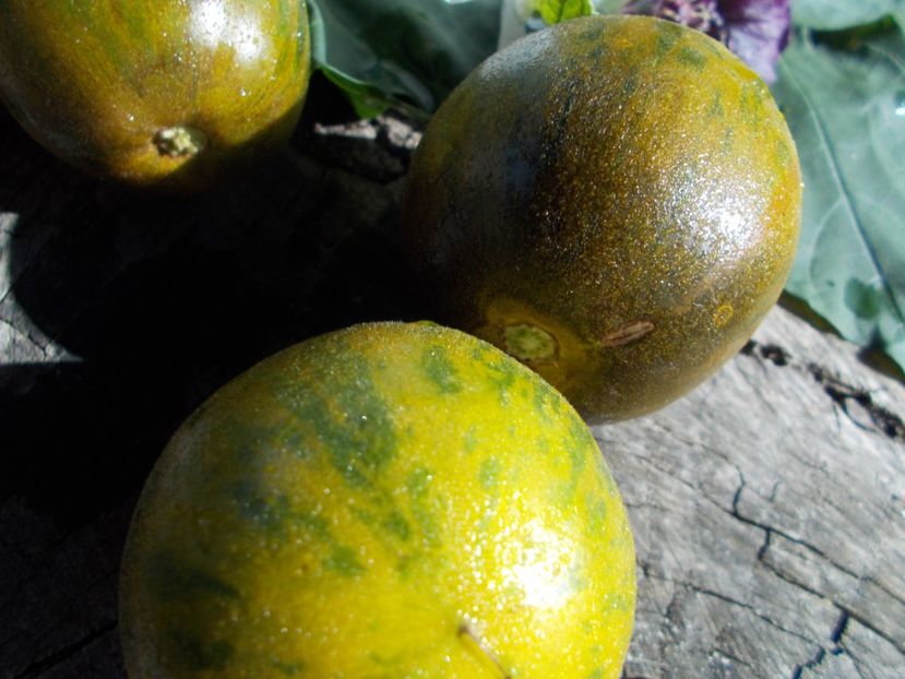  - SEMINTE ROSII - T 312 WOOLY GREEN ZEBRA