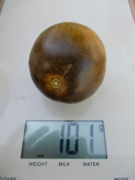  - SEMINTE ROSII - T 312 WOOLY GREEN ZEBRA