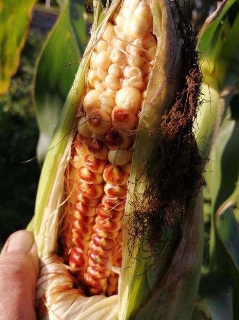  - SEMINTE PORUMB - P 36 ROSTRATO ROSSO DI ROVETTA ID - MORO BATTISTA