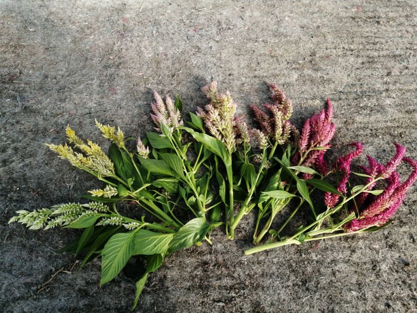  - SEMINTE CREASTA COCOSULUI - D 139 CELOSIA PLUMOSA