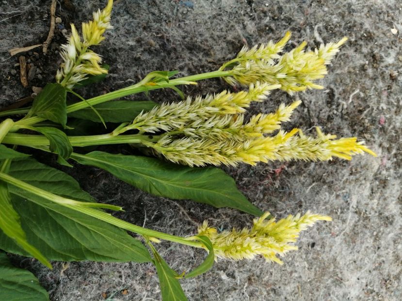  - SEMINTE CREASTA COCOSULUI - D 139 CELOSIA PLUMOSA