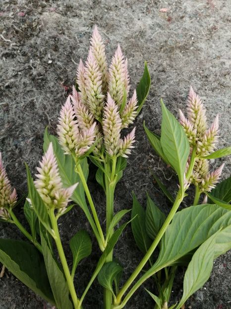  - SEMINTE CREASTA COCOSULUI - D 139 CELOSIA PLUMOSA