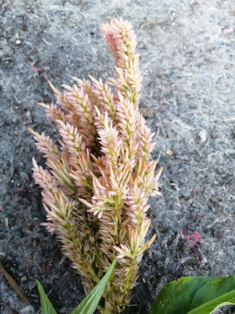  - SEMINTE CREASTA COCOSULUI - D 139 CELOSIA PLUMOSA