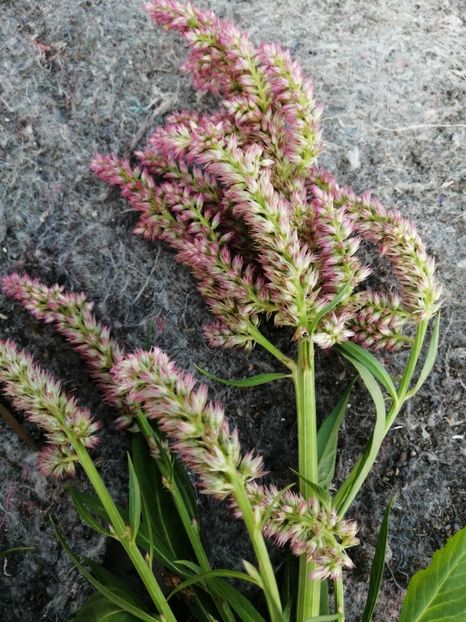  - SEMINTE CREASTA COCOSULUI - D 139 CELOSIA PLUMOSA