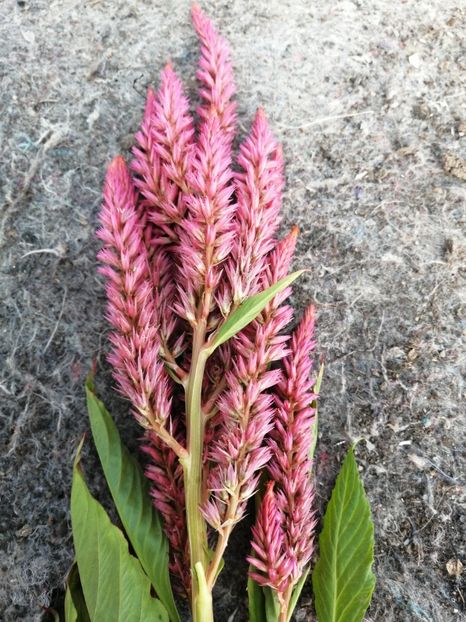  - SEMINTE CREASTA COCOSULUI - D 139 CELOSIA PLUMOSA