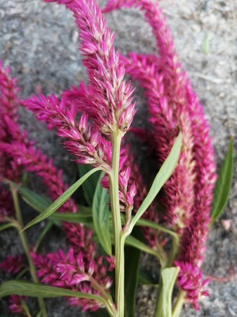  - SEMINTE CREASTA COCOSULUI - D 139 CELOSIA PLUMOSA