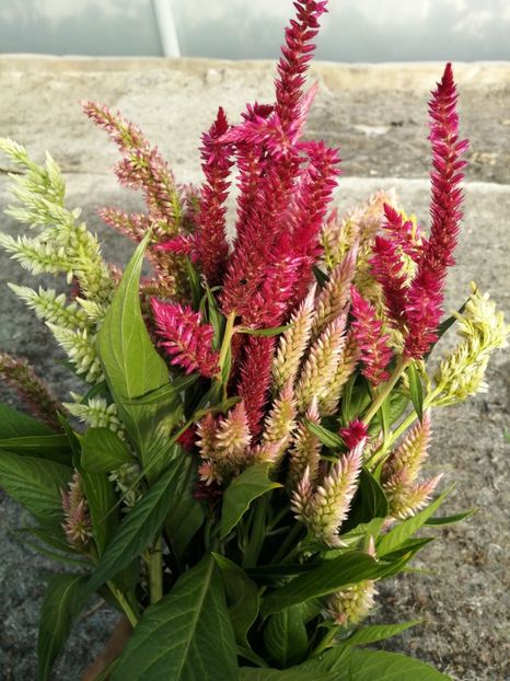  - SEMINTE CREASTA COCOSULUI - D 139 CELOSIA PLUMOSA