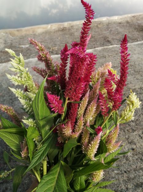  - SEMINTE CREASTA COCOSULUI - D 139 CELOSIA PLUMOSA