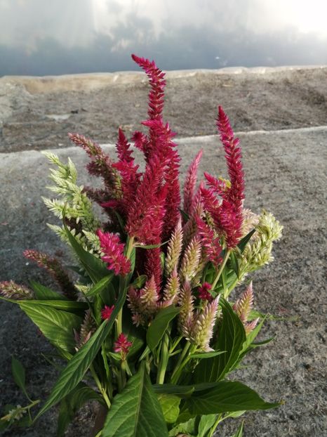  - SEMINTE CREASTA COCOSULUI - D 139 CELOSIA PLUMOSA