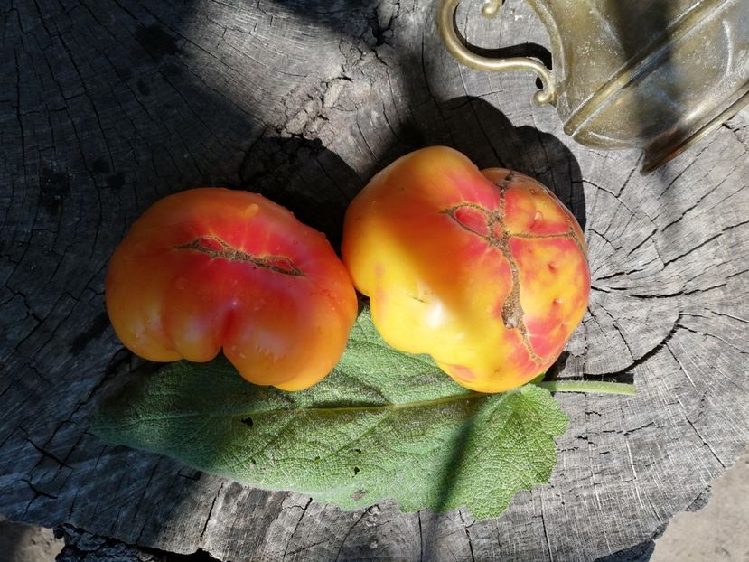  - SEMINTE ROSII - T 530 LUCKY SWIRL