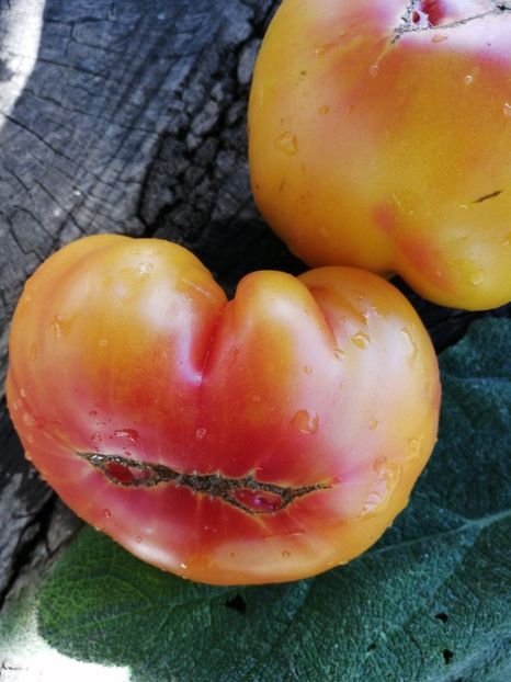  - SEMINTE ROSII - T 530 LUCKY SWIRL