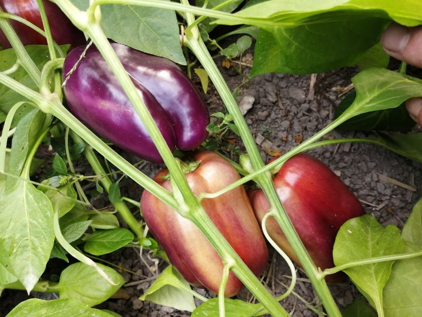  - SEMINTE ARDEI - A 33 VIOLET MIST PAPRIKA