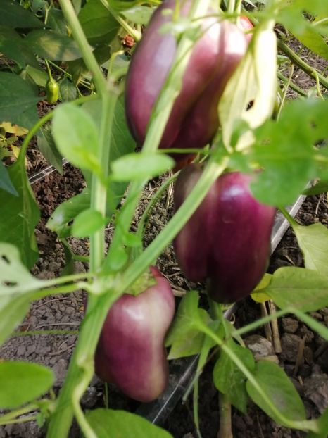  - SEMINTE ARDEI - A 33 VIOLET MIST PAPRIKA