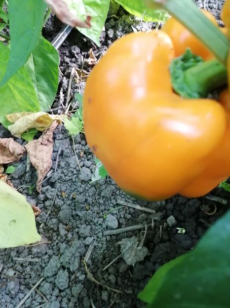  - SEMINTE ARDEI - A 20 BIG MAMA PAPRIKA