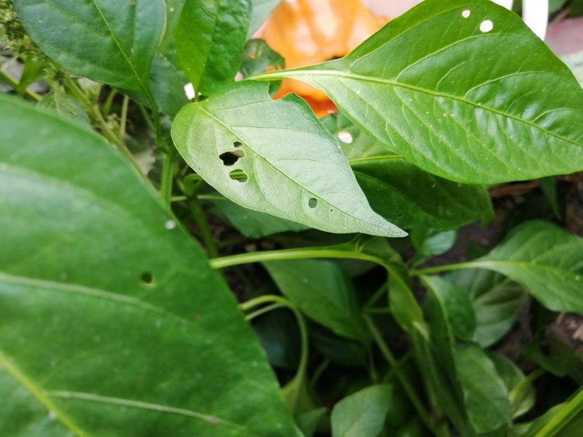  - SEMINTE ARDEI - A 20 BIG MAMA PAPRIKA