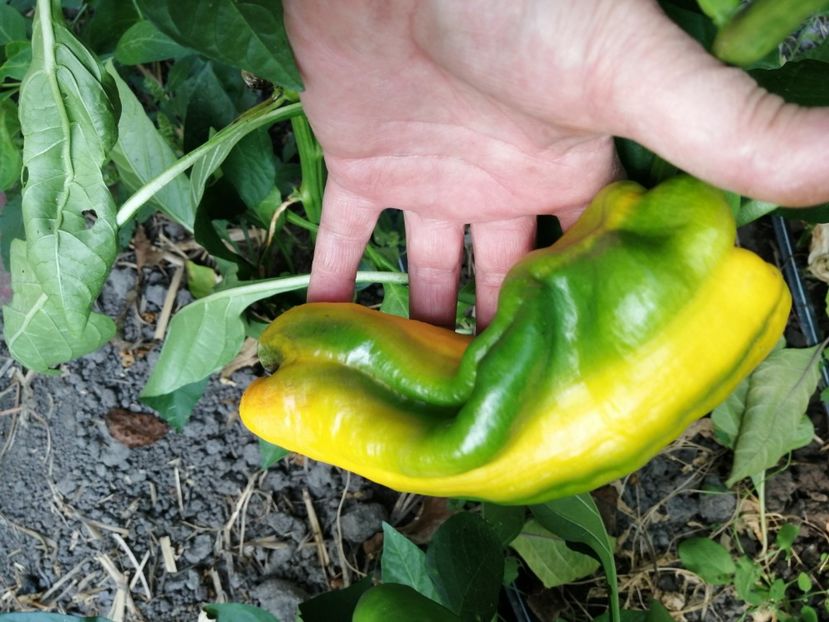  - SEMINTE ARDEI - A 27 SOLNTSE VSELENNOY PAPRIKA