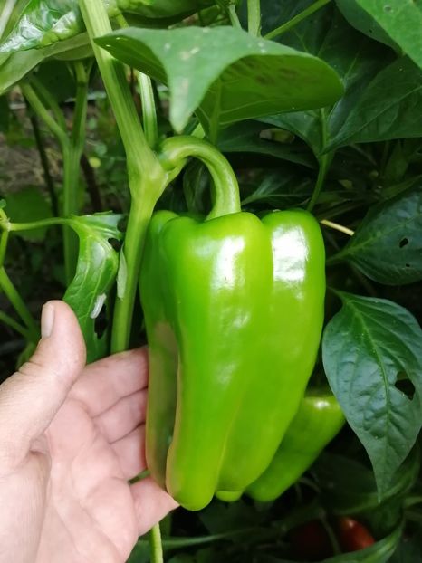  - SEMINTE ARDEI - A 26 LAMUYO PAPRIKA