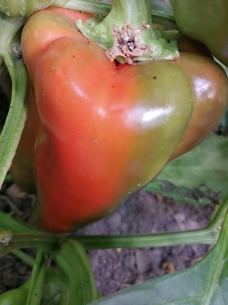  - SEMINTE ARDEI - A 26 LAMUYO PAPRIKA