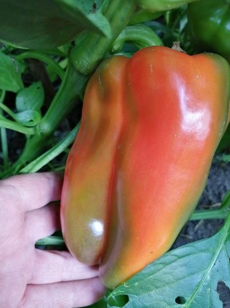  - SEMINTE ARDEI - A 26 LAMUYO PAPRIKA