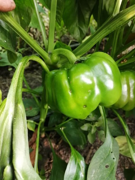  - SEMINTE ARDEI - A 23 GALIAF PAPRIKA