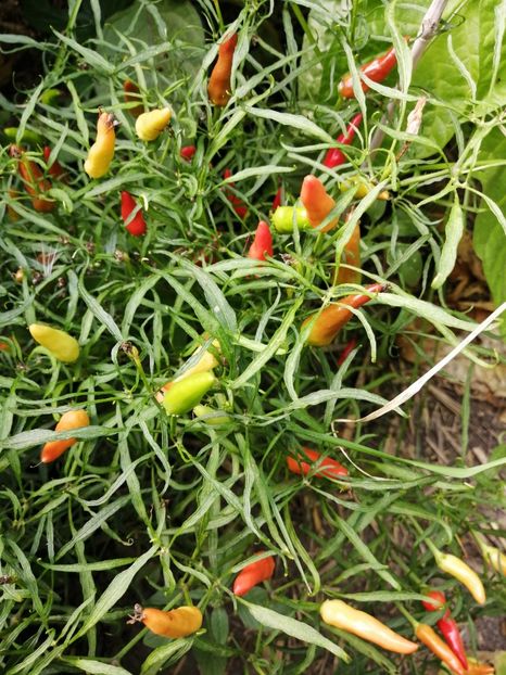  - SEMINTE ARDEI IUTE - AI 83 MUTANT XION 2