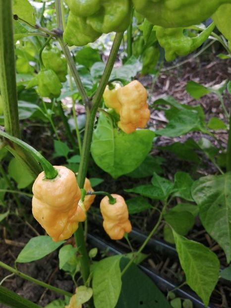  - SEMINTE ARDEI IUTE - AI 68 BINGO F4 ISO - NEIZOLAT