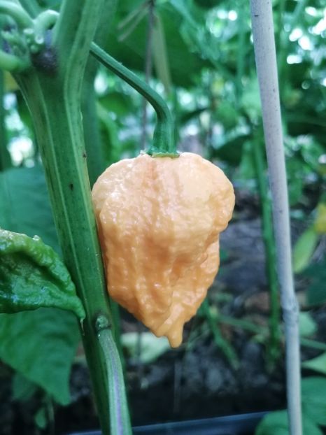  - SEMINTE ARDEI IUTE - AI 66 BBG 7 POT - NEIZOLAT