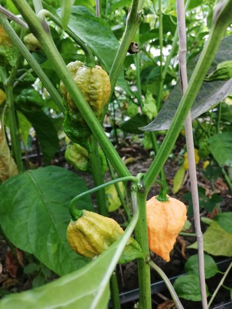  - SEMINTE ARDEI IUTE - AI 66 BBG 7 POT - NEIZOLAT