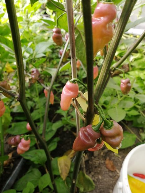  - SEMINTE ARDEI IUTE - AI 76 FIDALGA ROXA - NEIZOLAT