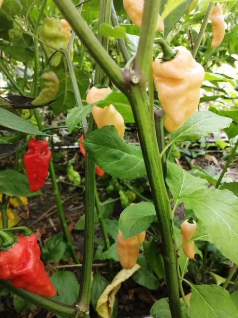  - SEMINTE ARDEI IUTE - AI 76 FIDALGA ROXA - NEIZOLAT