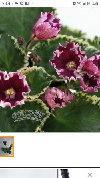 RS Kolokolnyi Zvon poza net - RS Kolokolnyi Zvon