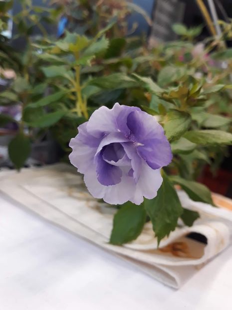 2020...una si buna!... - R20 - Made in Heaven