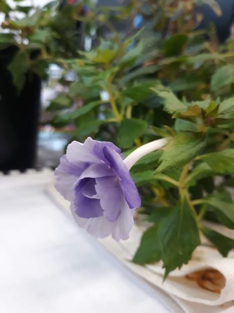  - R20 - Made in Heaven