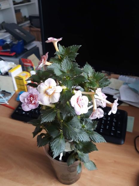  - 0001 2022 - Amelia Vitorino