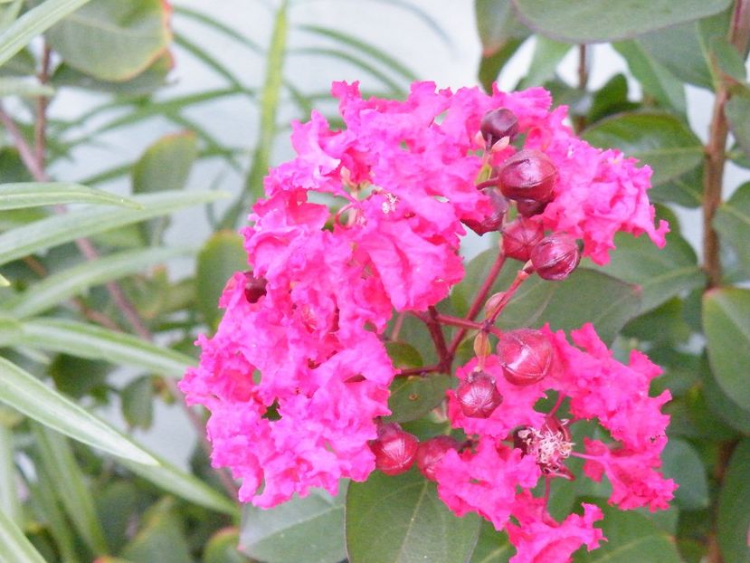 lagerstroemia dynamite - 2020
