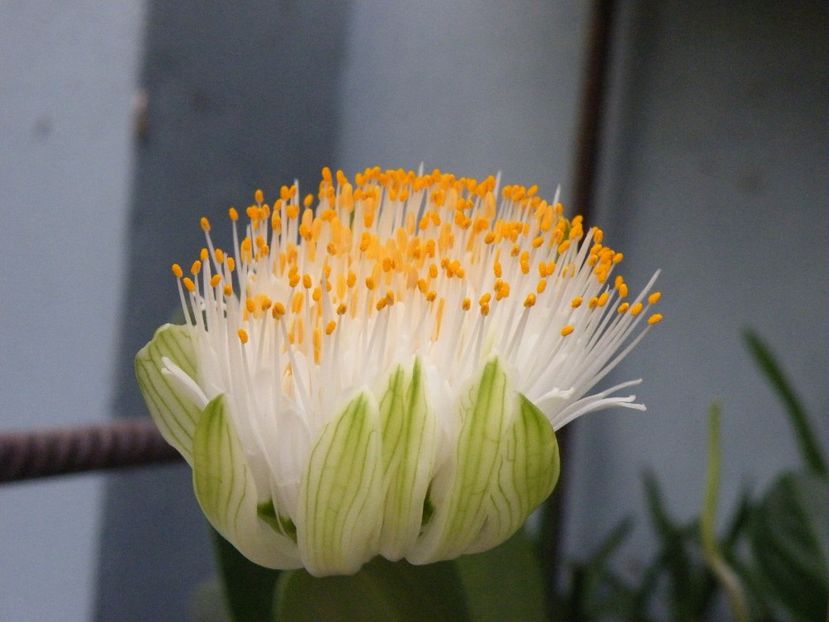haemanthus albiflos - 2020