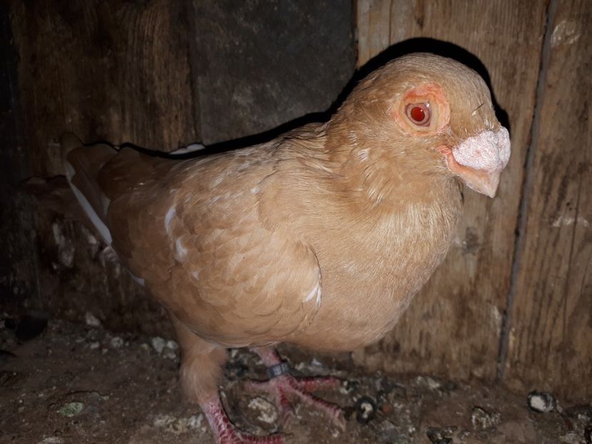 F - J2 _ tineret 2020