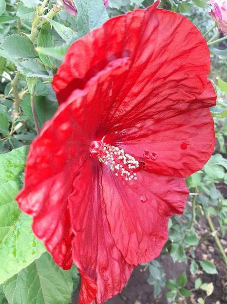  - 00-De vanzare seminte hibiscus moscheutos pachet mixt