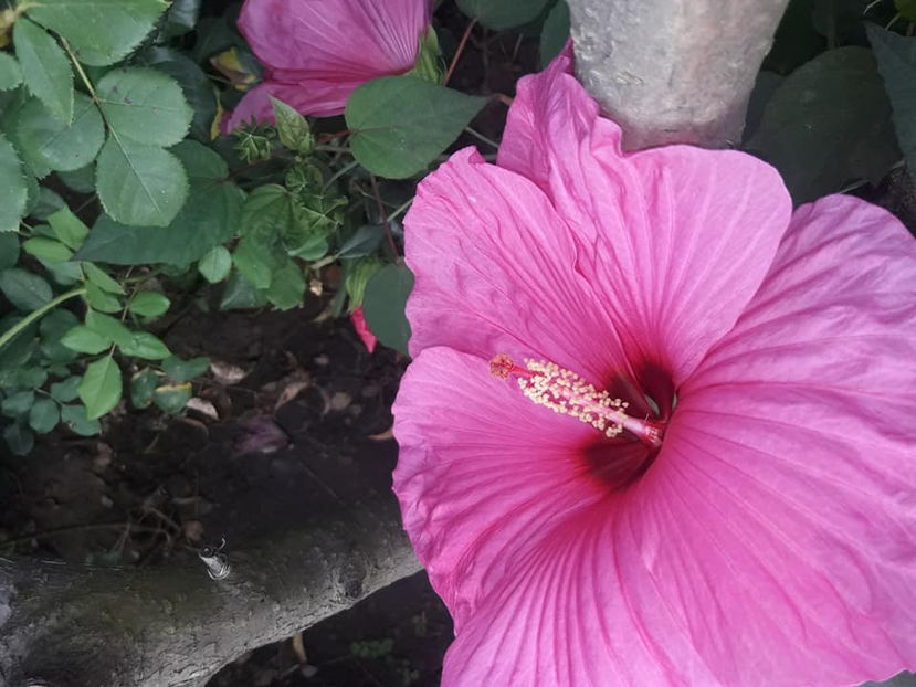  - 00-De vanzare seminte hibiscus moscheutos pachet mixt