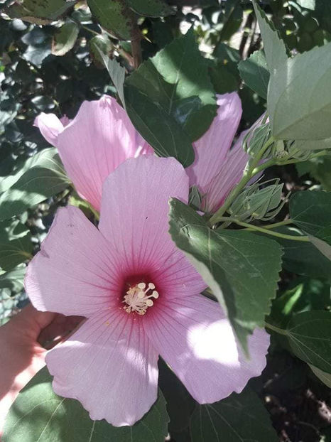  - 00-De vanzare seminte hibiscus moscheutos pachet mixt