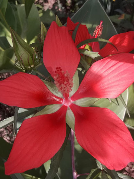  - 00-De vanzare seminte hibiscus moscheutos pachet mixt