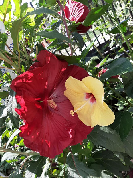  - 00-De vanzare seminte hibiscus moscheutos pachet mixt