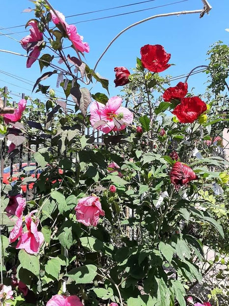  - 00-De vanzare seminte hibiscus moscheutos pachet mixt