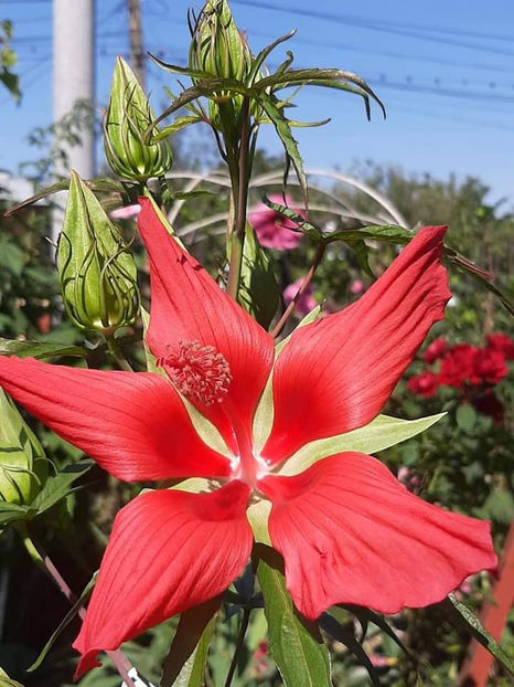  - 00-De vanzare seminte hibiscus moscheutos pachet mixt